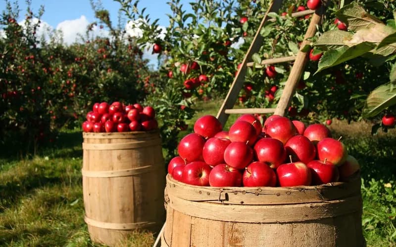 Embrapa capacitará técnicos de países africanos em produção agrícola