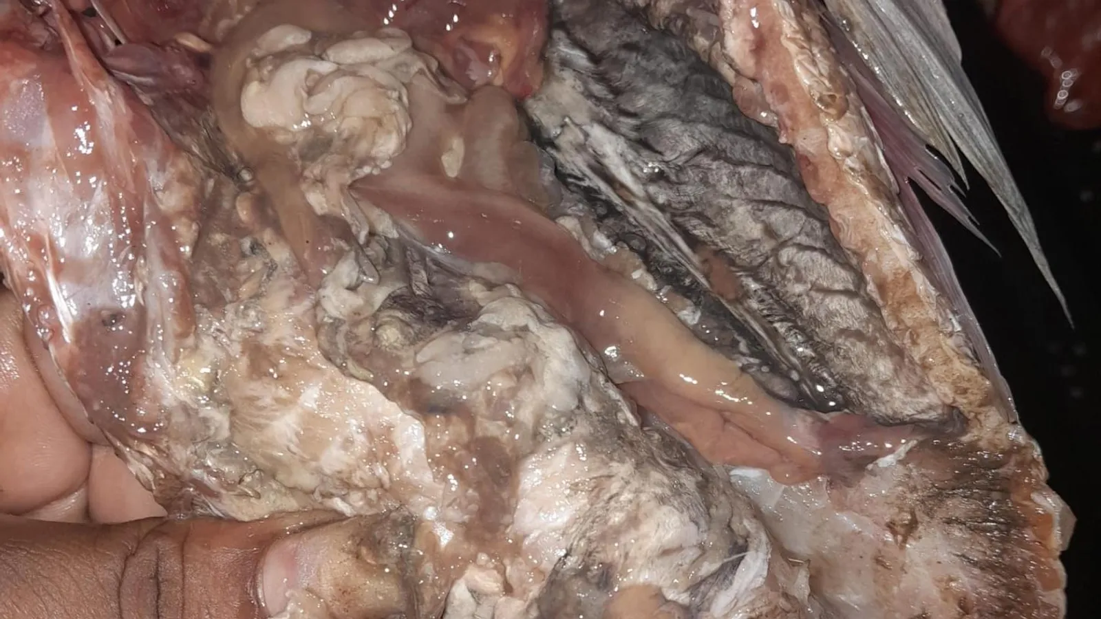 Prefeitura de Gandu suspende distribuição de peixes após denúncia de baixa qualidade