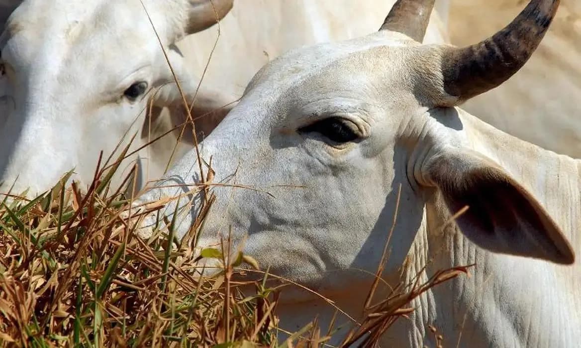 Mato Grosso inclui "boi bombeiro" em lei sobre áreas de proteção.