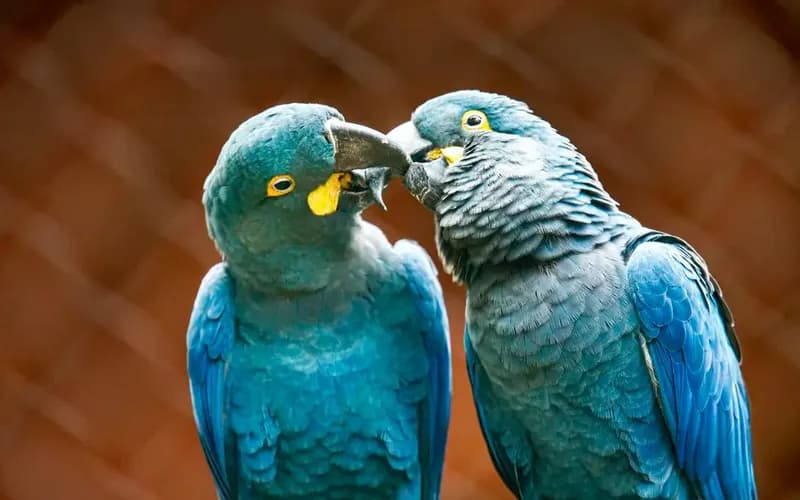 Zoo de SP mostra arara-azul-de-lear ao público pela primeira vez