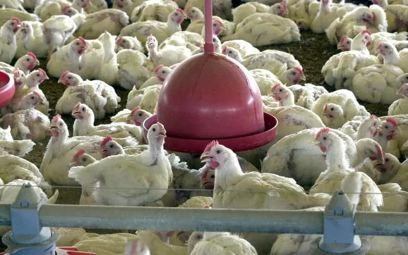 Valor de produção da pecuária tem recorde, com marca de R$ 122 bi