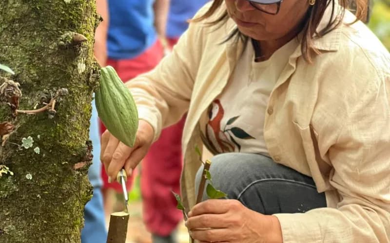 Prefeita de Teolândia critica queda no preço do cacau e declara apoio a protesto de produtores em Ilhéus