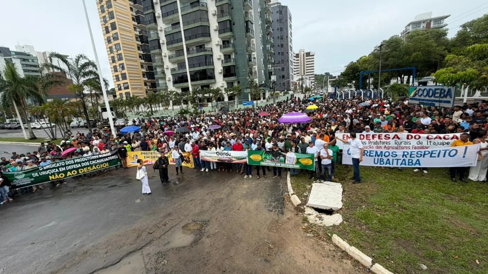 Cacauicultores protestam em Ilhéus contra importações e queda no preço do fruto