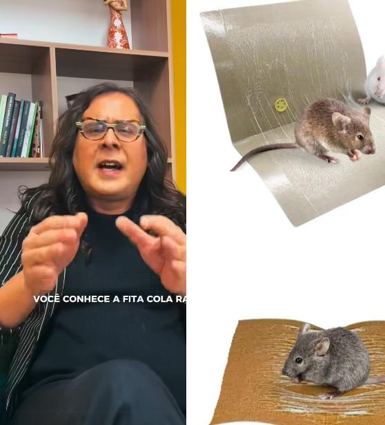 Deputada trans do PSOL de Minas quer proibir armadilha para ratos no Brasil