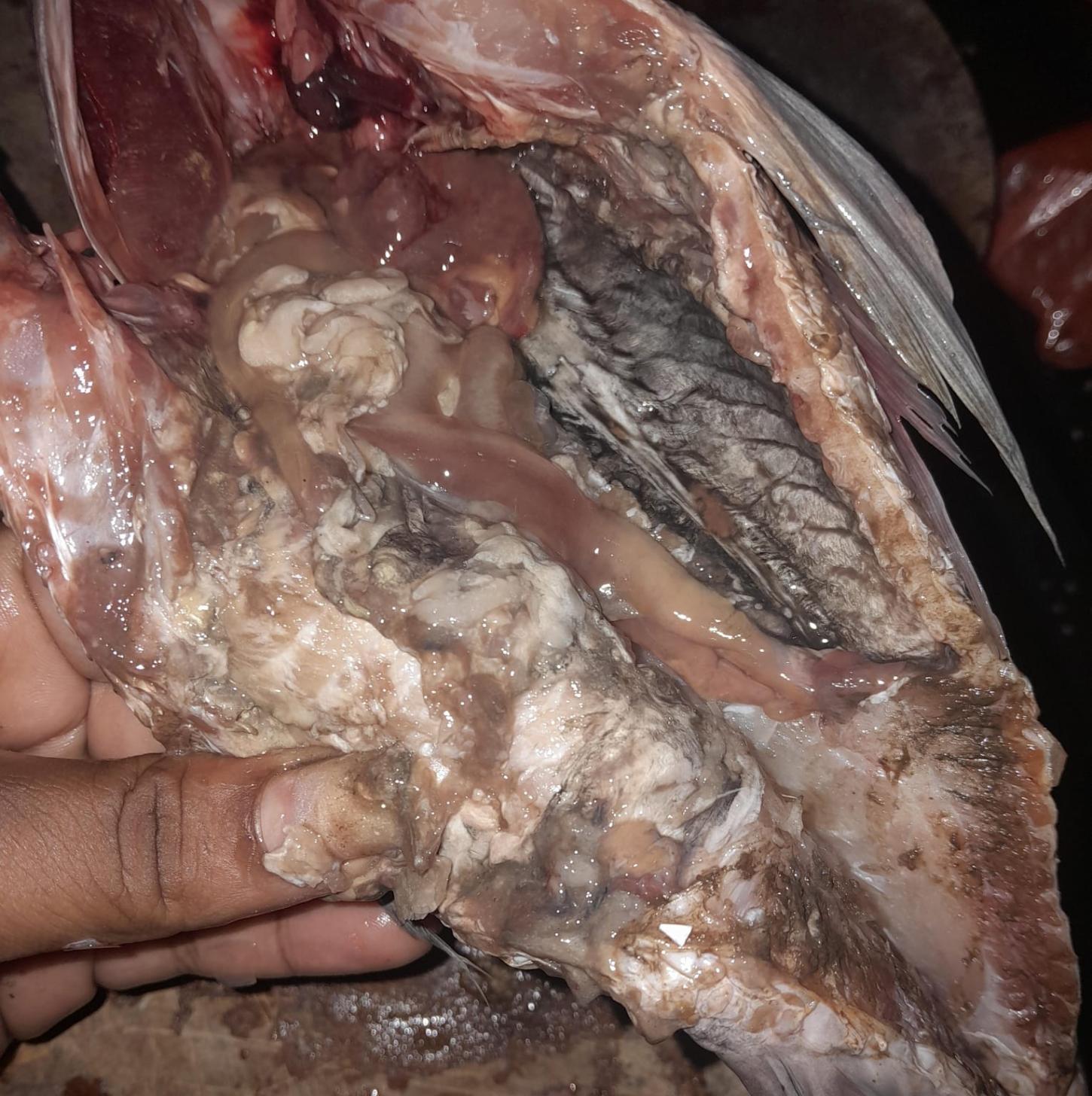 Prefeitura de Gandu suspende distribuição de peixes após denúncia de baixa qualidade