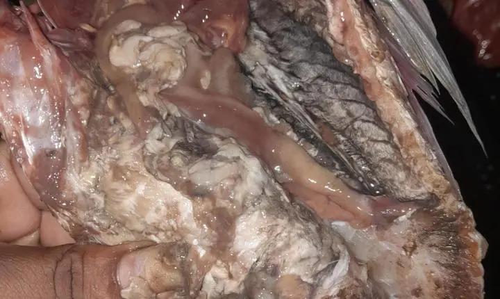 Prefeitura de Gandu suspende distribuição de peixes após denúncia de baixa qualidade